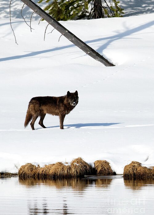 Grey Wolf Greeting Card featuring the photograph Warm Sun #1 by Aaron Whittemore