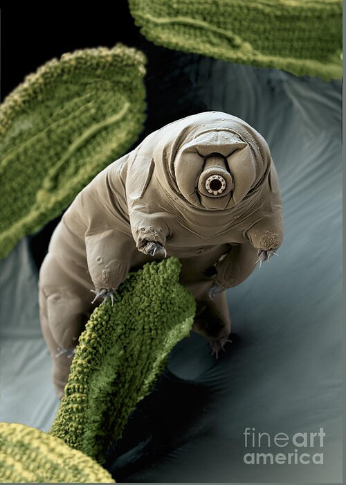 Paramacrobiotus Craterlaki Greeting Card featuring the photograph Water Bear Or Tardigrade by Eye of Science