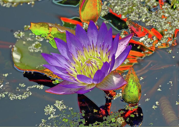 Water Lilly Greeting Card featuring the digital art Water Lilly #1 by Don Wright