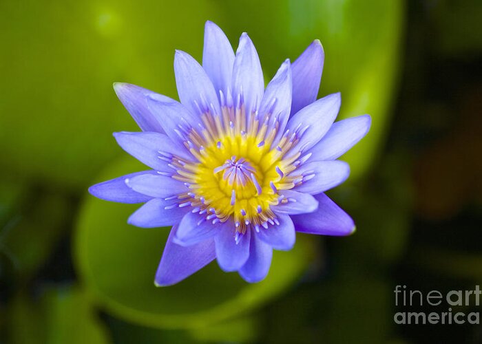Water Lily Greeting Card featuring the photograph Water Lily #2 by Laura Forde