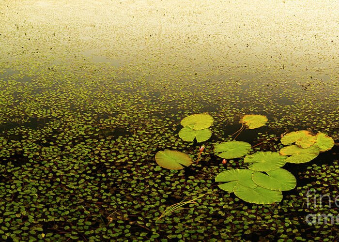 Lily Greeting Card featuring the photograph Water Lily Pads #1 by THP Creative