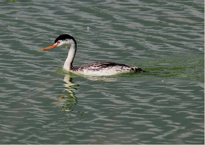 Western Greeting Card featuring the photograph Western Grebe #1 by Trent Mallett