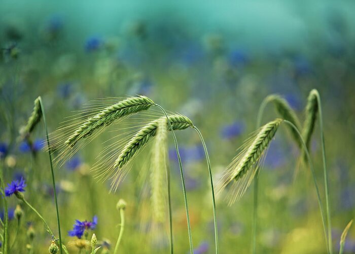 Wheat Greeting Card featuring the photograph Wheat And Corn Flowers by Nailia Schwarz