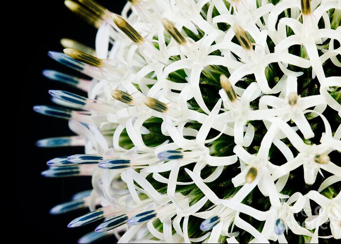 Alium Greeting Card featuring the photograph White Alium Onion flower #1 by Colin Rayner