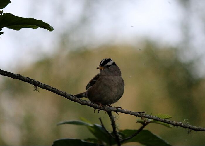 White-crowned Greeting Card featuring the photograph White-crowned sparrow 2 #1 by Christy Pooschke