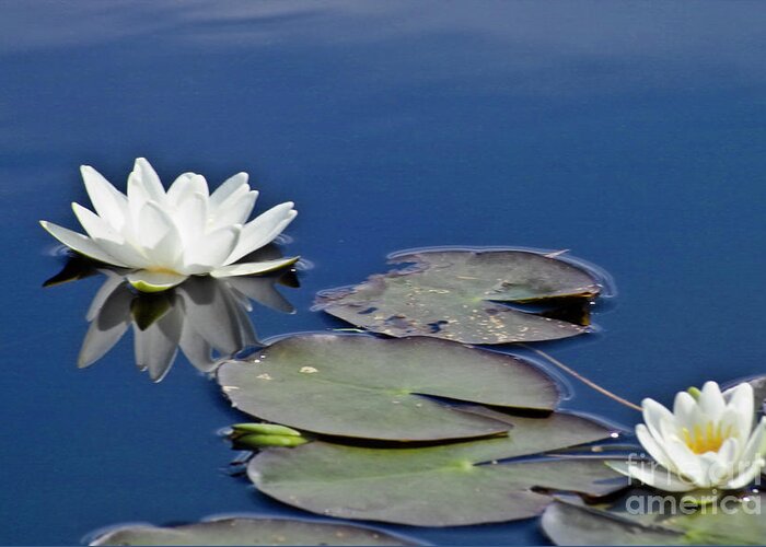 Water Llilies Greeting Card featuring the photograph White Water Lily #2 by Heiko Koehrer-Wagner
