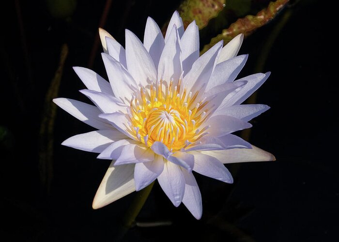Water Lily Greeting Card featuring the photograph White Water Lily #1 by Steve Stuller