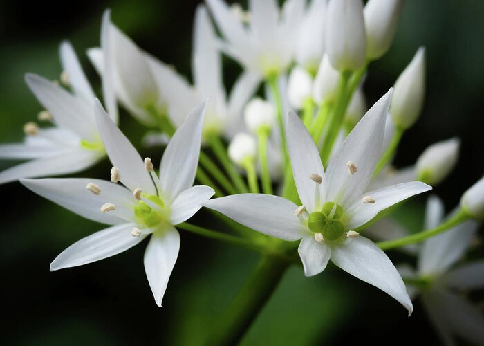 Wild Garlic Greeting Card featuring the photograph Wild Garlic #1 by Nick Bywater