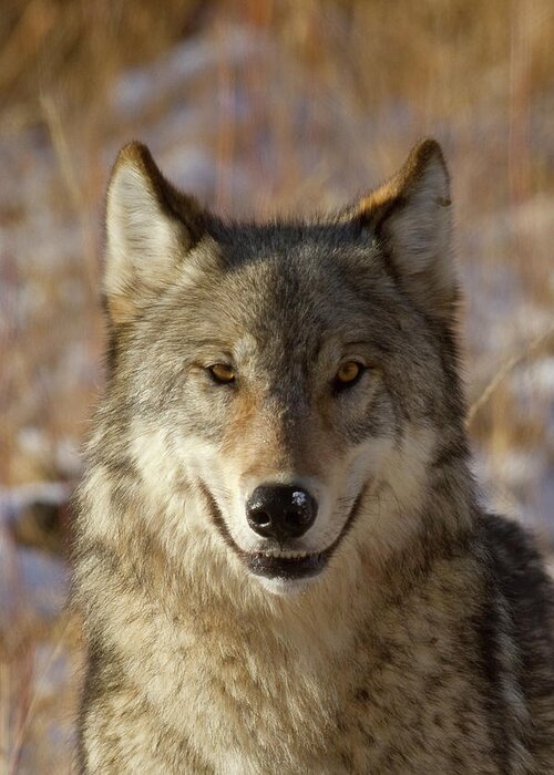 Wolf Greeting Card featuring the photograph Wild Wolf Portrait by Mark Miller