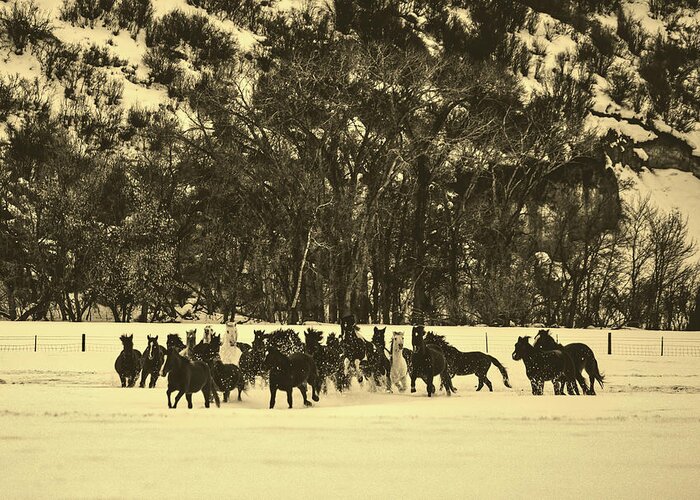 Horse Greeting Card featuring the photograph Winter Frolic #1 by Mountain Dreams