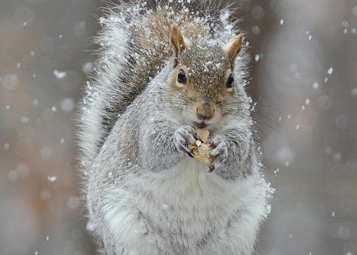 Winter Squirrel Greeting Card featuring the photograph Winter Squirrel #1 by Diane Giurco