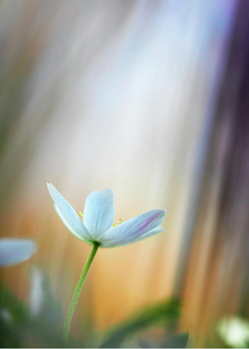 Idyllic Greeting Card featuring the photograph Wood anemone abstract #1 by Dirk Ercken