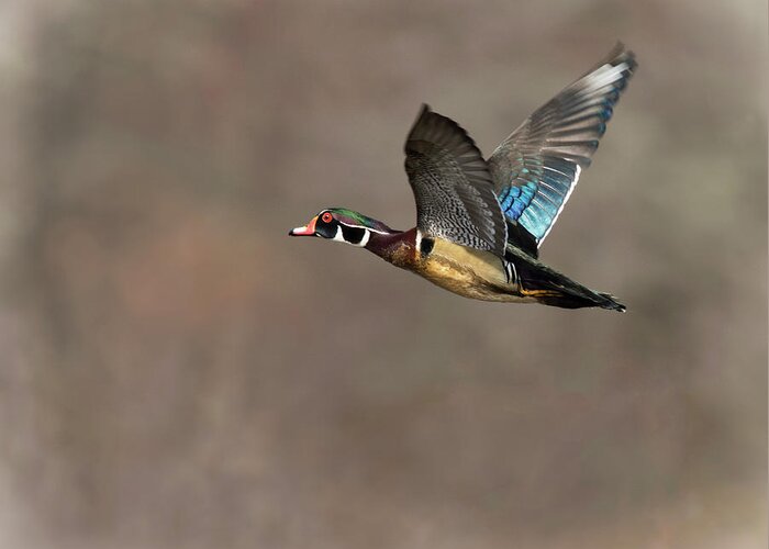 Duck Greeting Card featuring the photograph Wood Duck Flight #2 by Art Cole