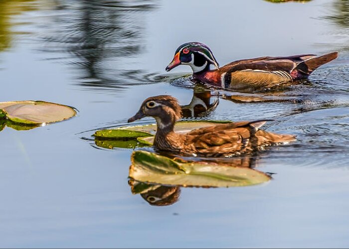 Wood Ducks Greeting Card featuring the photograph Wood Duck Pair #1 by Jerry Cahill