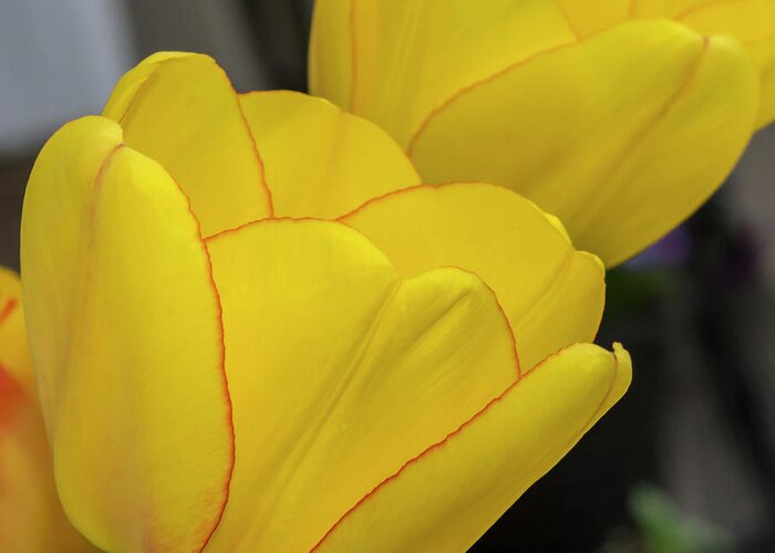 Tulips Greeting Card featuring the photograph Yellow by Cathy Kovarik