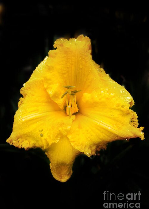 Lily Greeting Card featuring the photograph Yellow Lily #1 by Kevin Fortier