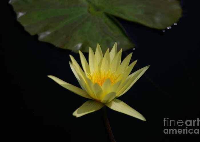 Yellow Greeting Card featuring the photograph Yellow Lotus Waterlily #2 by Jackie Irwin
