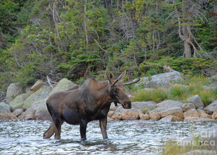 Maine Moose Greeting Card featuring the photograph Young Bull Moose #1 by Alana Ranney
