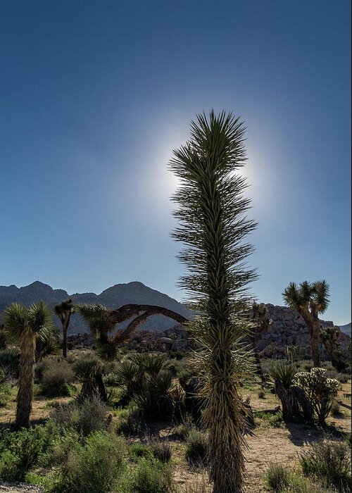 California Greeting Card featuring the photograph Young Joshua Tree #1 by Donald Pash