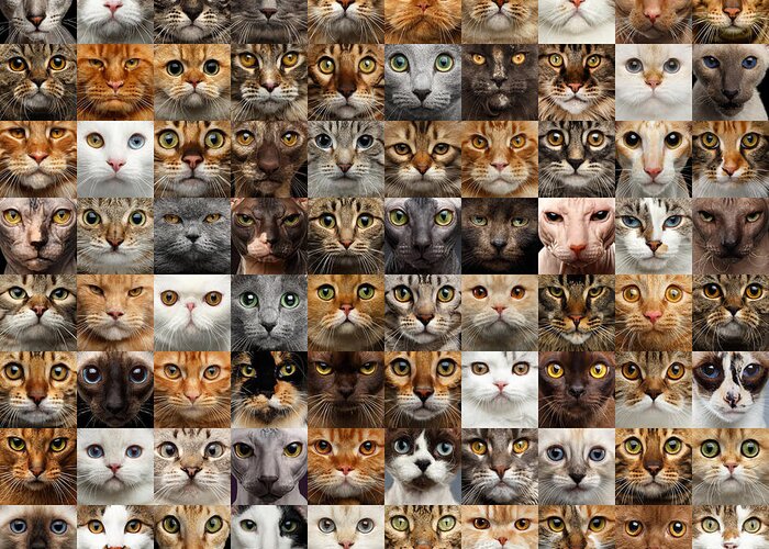 100 Greeting Card featuring the photograph 100 Cat faces by Sergey Taran
