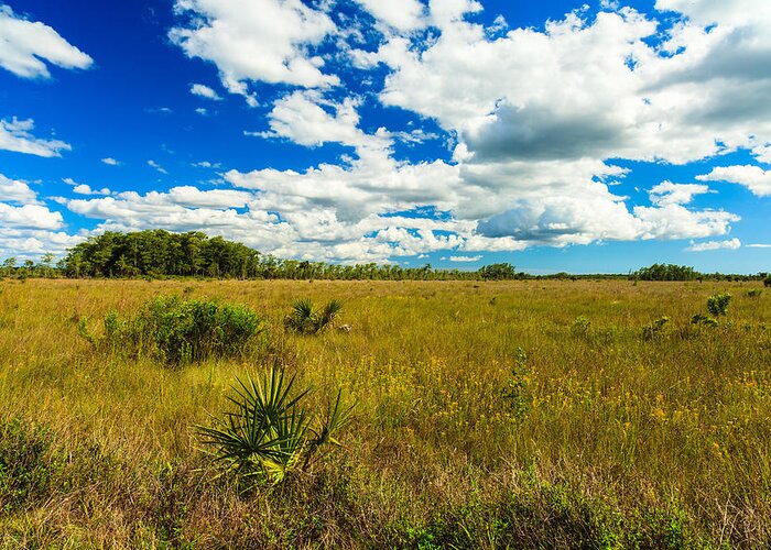 Everglades Greeting Card featuring the photograph Florida Everglades #12 by Raul Rodriguez