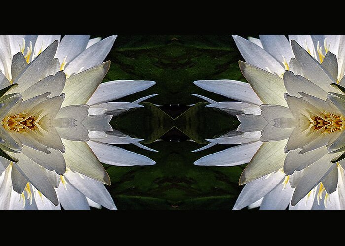 Digital Art Greeting Card featuring the photograph White Lotus Panorama #12 by Daniel Unfried