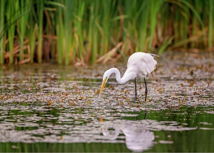 Animal Greeting Card featuring the photograph White, Great Egret by Peter Lakomy