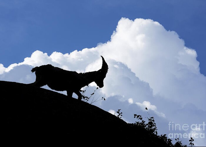Alpine Ibex Greeting Card featuring the photograph 150622p053 by Arterra Picture Library