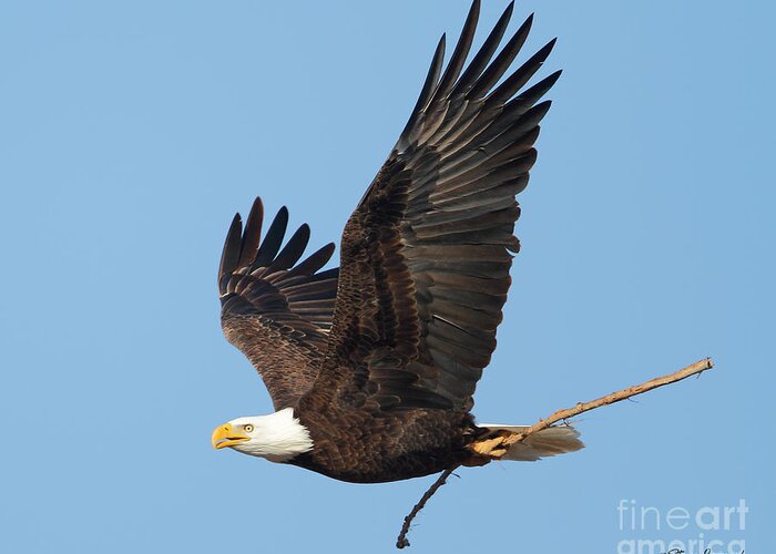 Bald Eagles Greeting Card featuring the photograph Bald Eagle #16 by Steve Javorsky