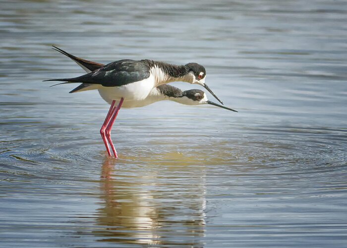 Black-necked Greeting Card featuring the photograph Black-necked Stilt #16 by Tam Ryan