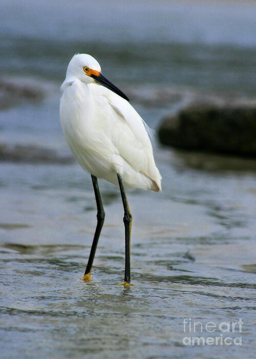  Greeting Card featuring the photograph Egret #16 by Angela Rath