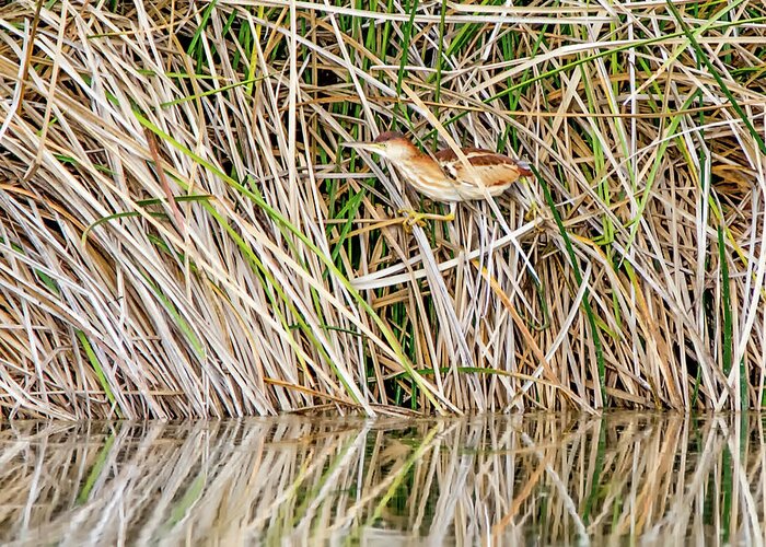 Least Greeting Card featuring the photograph Least Bittern #16 by Tam Ryan