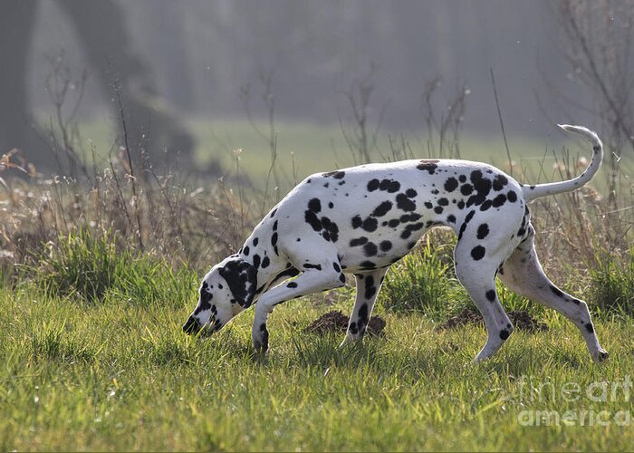 Dalmatian Greeting Card featuring the photograph 160304p160 by Arterra Picture Library