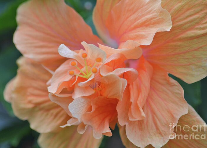 Hibiscus Greeting Card featuring the photograph 17- Hibiscus Love by Joseph Keane