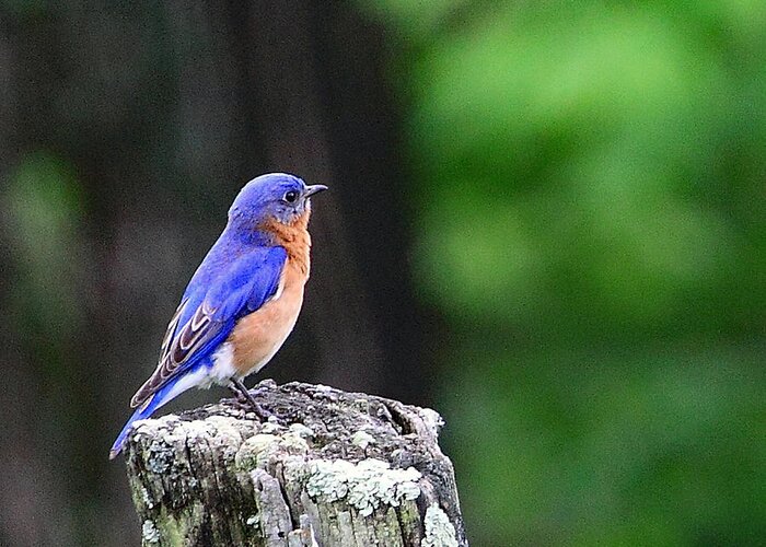 Pillow Gallery Greeting Card featuring the photograph JQs Bluebird by PJQandFriends Photography