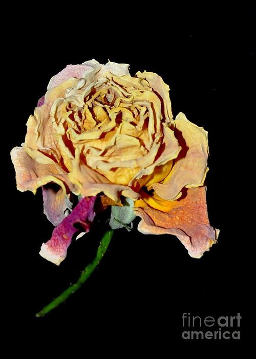 Rose Greeting Card featuring the photograph Rose #18 by Sylvie Leandre