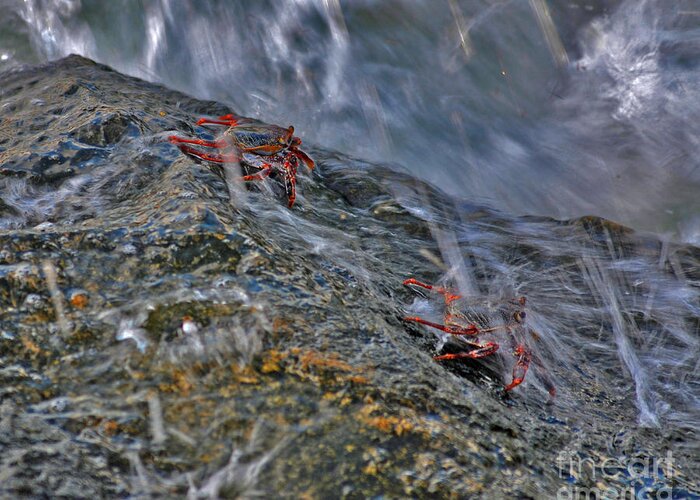 Rock Crabs Greeting Card featuring the photograph 19- Follow Me by Joseph Keane