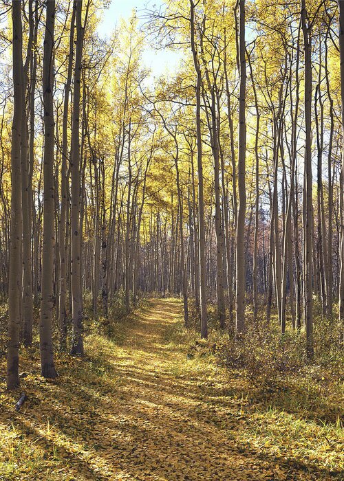 1m3910v Greeting Card featuring the photograph 1M3910-V Path in Forest by Ed Cooper Photography