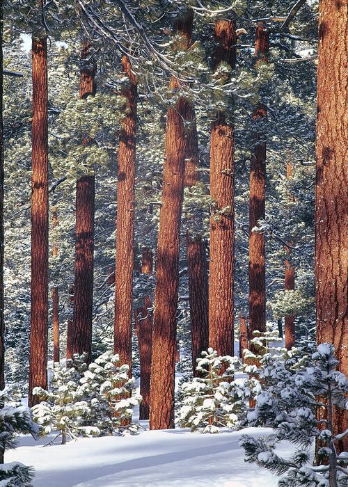 Pine Trees Greeting Card featuring the photograph 1M6208 Pine Trees in Winter by Ed Cooper Photography