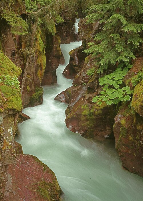 1m8115 Greeting Card featuring the photograph 1M8115 Avalanche Gorge MT by Ed Cooper Photography