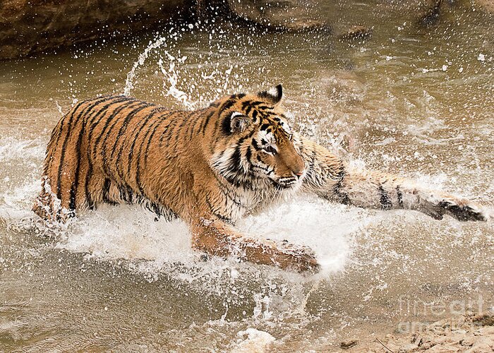 Mammal Greeting Card featuring the photograph Amur Tiger #2 by Dennis Hammer