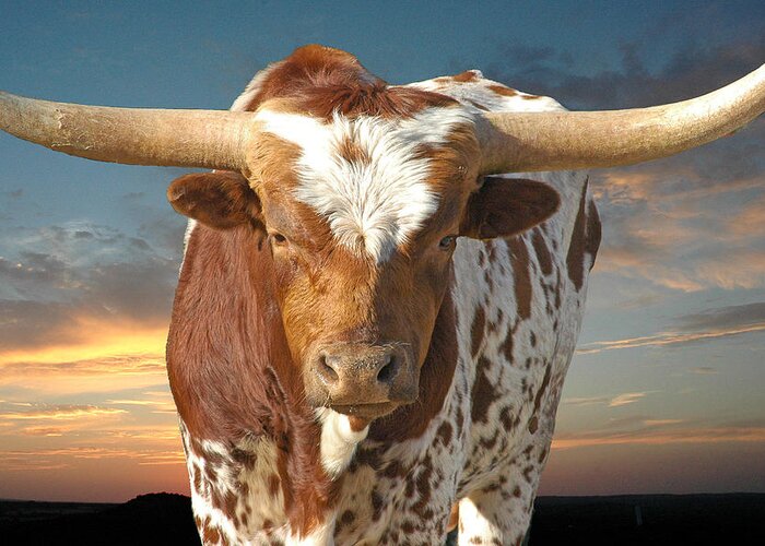 Texas Greeting Card featuring the photograph Bad Attitude #2 by Robert Anschutz