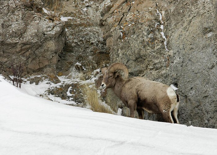 Bighorn Greeting Card featuring the photograph Bighorn #2 by Ronnie And Frances Howard