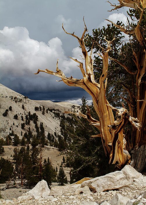 Bristlecone Pine Greeting Card featuring the photograph Bristlecone Pine 4 by Duncan Selby