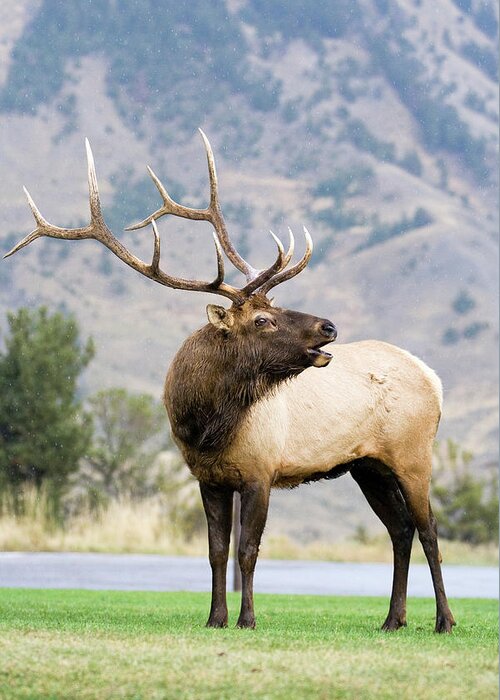 Elk Greeting Card featuring the photograph Bull Elk by Wesley Aston
