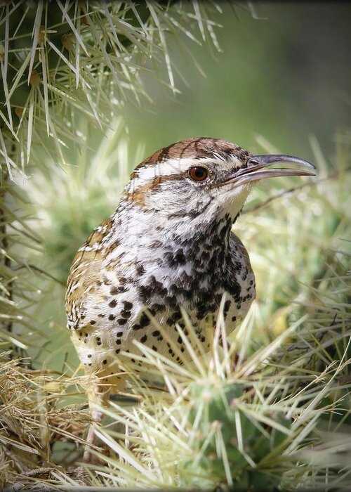 Birds Greeting Card featuring the photograph Cactus Wren #2 by Elaine Malott