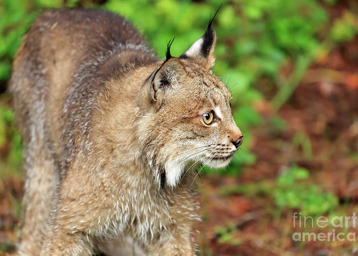 Canada Lynx Greeting Card featuring the photograph Canada Lynx #2 by Louise Heusinkveld