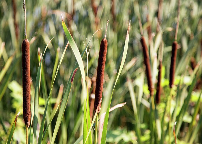 Cattails Greeting Card featuring the photograph 2 Cattails by David Stasiak