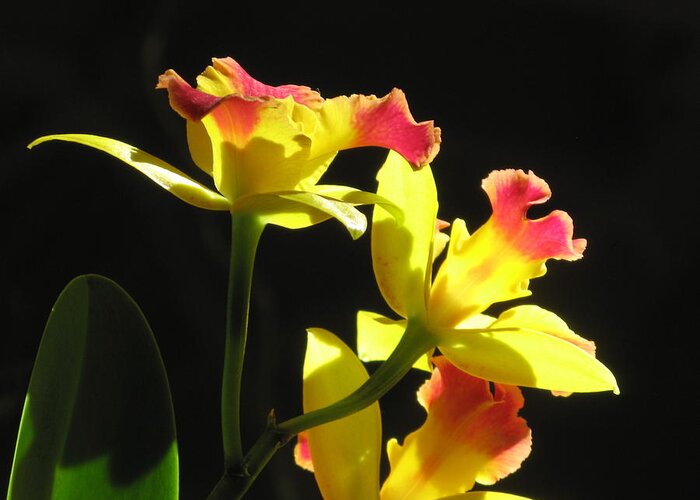 Flower Greeting Card featuring the photograph Cattleya Orchid #3 by Alfred Ng