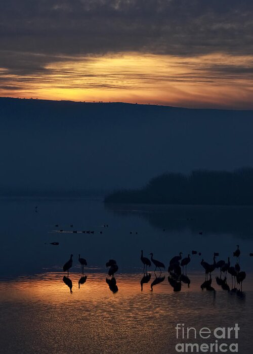 Hula Valley Greeting Card featuring the photograph Common crane Grus grus Silhouetted at sun-set #2 by Ami Siano